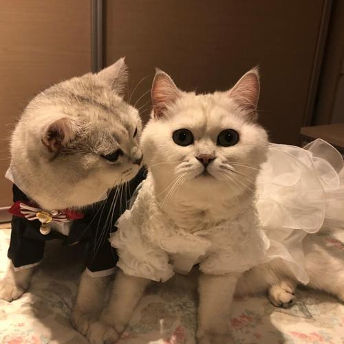 寵物衣服