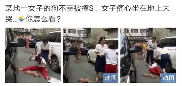 寵物牽引繩