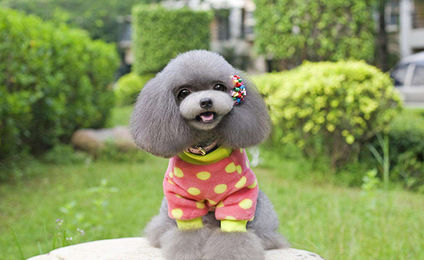 寵物衣服