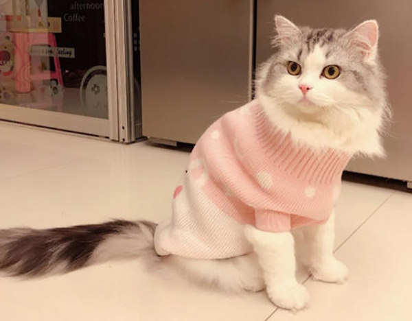 寵物衣服