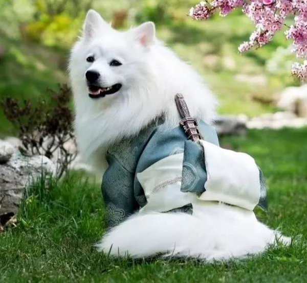寵物衣服